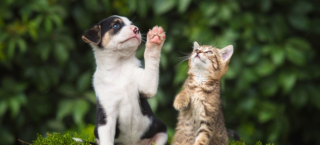 Dog and cat illustration